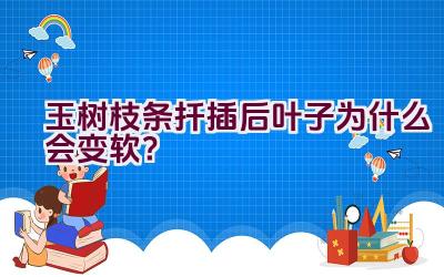 玉树枝条扦插后叶子为什么会变软？插图