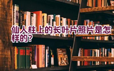 仙人柱上的长叶片照片是怎样的？插图