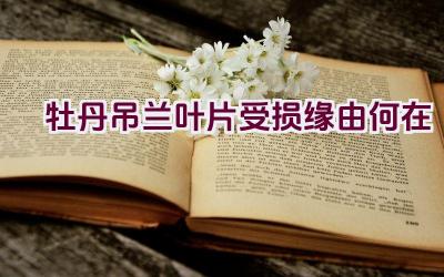 牡丹吊兰叶片受损缘由何在插图