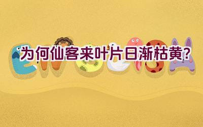 为何仙客来叶片日渐枯黄？插图