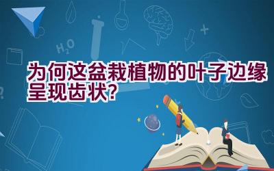 为何这盆栽植物的叶子边缘呈现齿状？插图