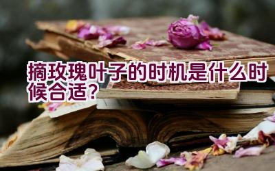 摘玫瑰叶子的时机是什么时候合适？插图