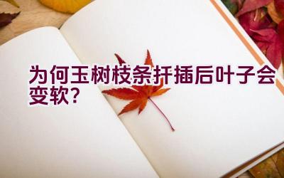 为何玉树枝条扦插后叶子会变软？插图