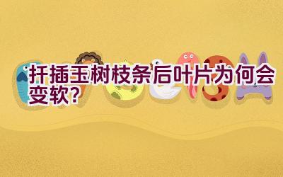 扦插玉树枝条后叶片为何会变软？插图