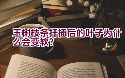 玉树枝条扦插后的叶子为什么会变软？插图