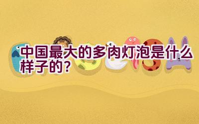 中国最大的多肉灯泡是什么样子的？插图