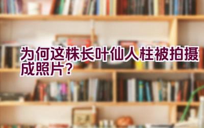 为何这株长叶仙人柱被拍摄成照片？插图