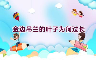 金边吊兰的叶子为何过长插图