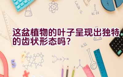 这盆植物的叶子呈现出独特的齿状形态吗？插图