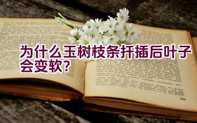 为什么玉树枝条扦插后叶子会变软？插图