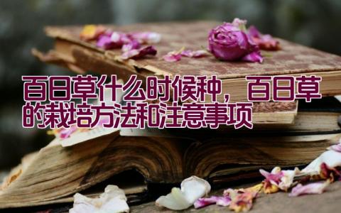 百日草什么时候种，百日草的栽培方法和注意事项插图