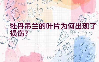 牡丹吊兰的叶片为何出现了损伤？插图