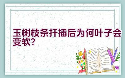 玉树枝条扦插后为何叶子会变软？插图