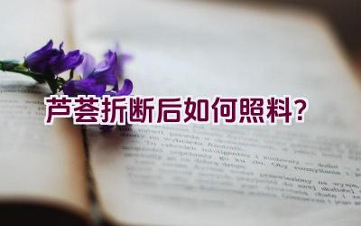 芦荟折断后如何照料？插图