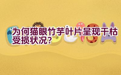 为何猫眼竹芋叶片呈现干枯受损状况？插图