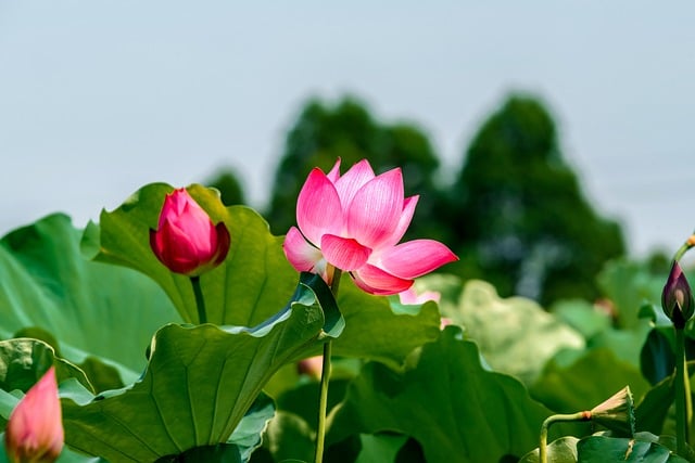 木兰种子怎么种 ， 木兰种植的深入探讨插图