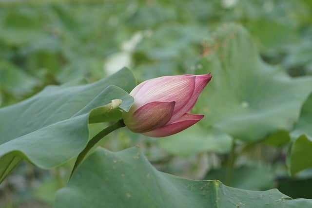 旱金莲播种详解 ， 旱金莲播种详解：季节选择插图