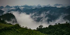 白檀夏天怎么养 ， 白檀夏天怎么养缩略图