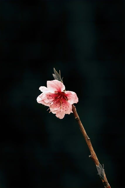 仙丹花冬天怎么养 ， 仙丹花：繁花似锦的热带之美插图