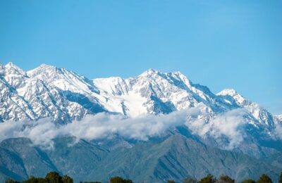 紫露草怎么移栽 ， 紫露草的种植与养护指南缩略图