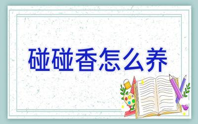 碰碰香怎么养插图 碰碰香怎么养插图
